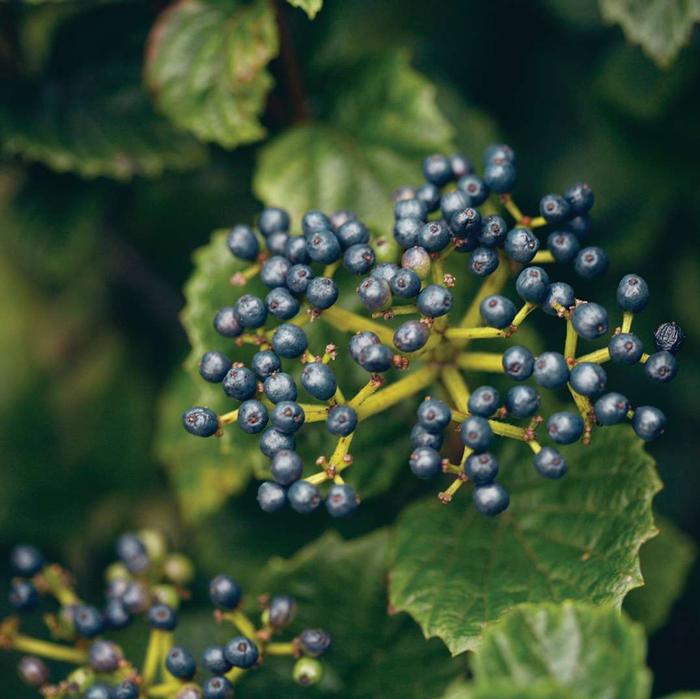 VIBURNUM BRACT. `ALL THAT GLOWS`