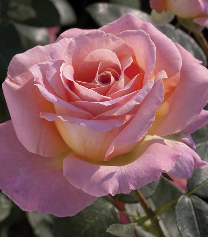 ROSA `ELLE`