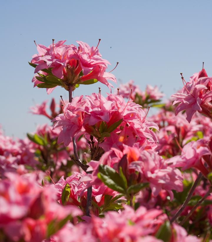 AZALEA ELECTRIC LIGHTS `DOUBLE PINK`