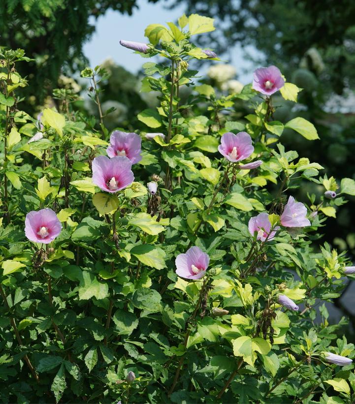 HIBISCUS SYR. PARAPLU `ADORNED`