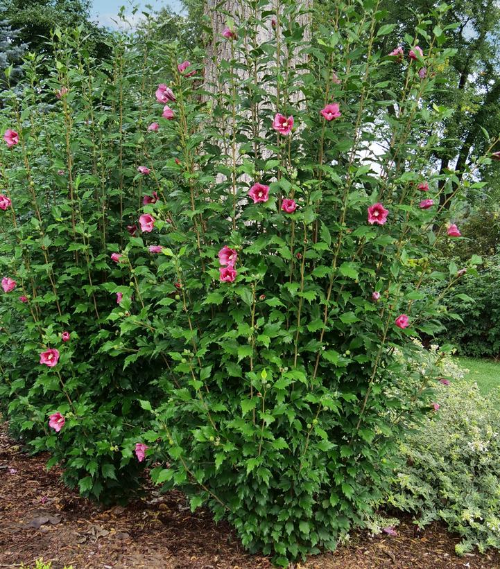 HIBISCUS SYR. `RED PILLAR`