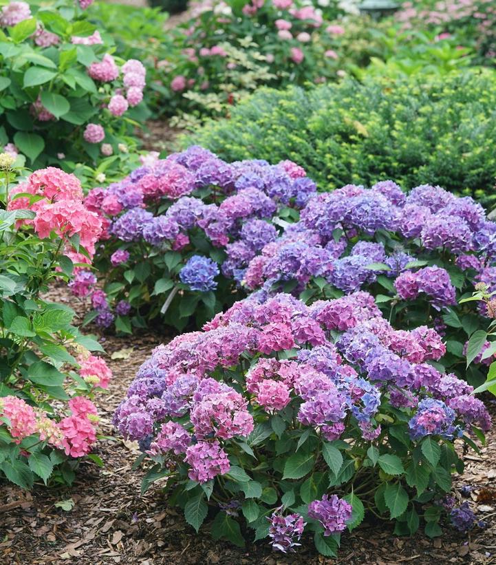 HYDRANGEA M L.D. `LOVABLE`