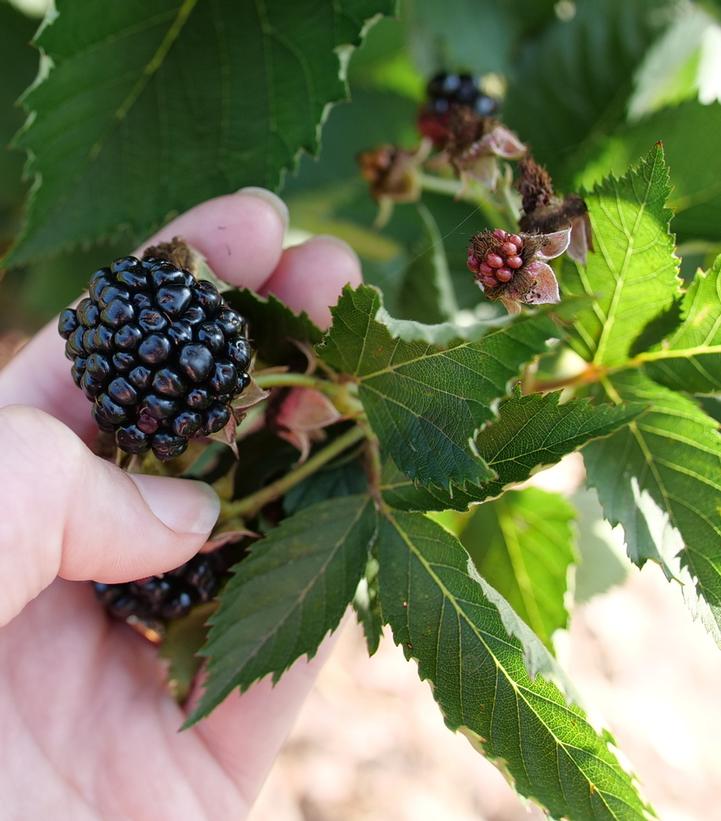 RUBUS `TASTE OF HEAVEN`