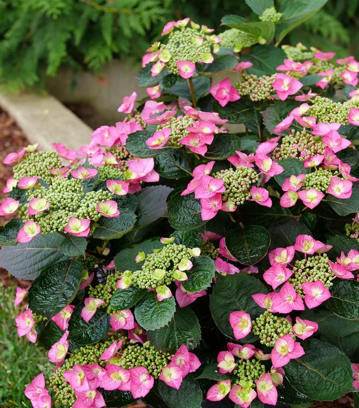 HYDRANGEA M.S. `TUFF STUFF TOP FUN`