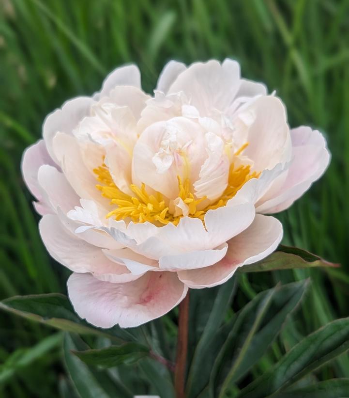 PAEONIA LACTIFLORA `GARDENIA` (WHITE)