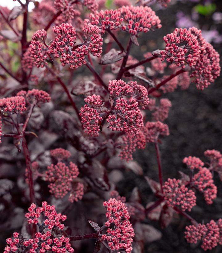 SEDUM PUFF PASTRY™ RASPBERRY