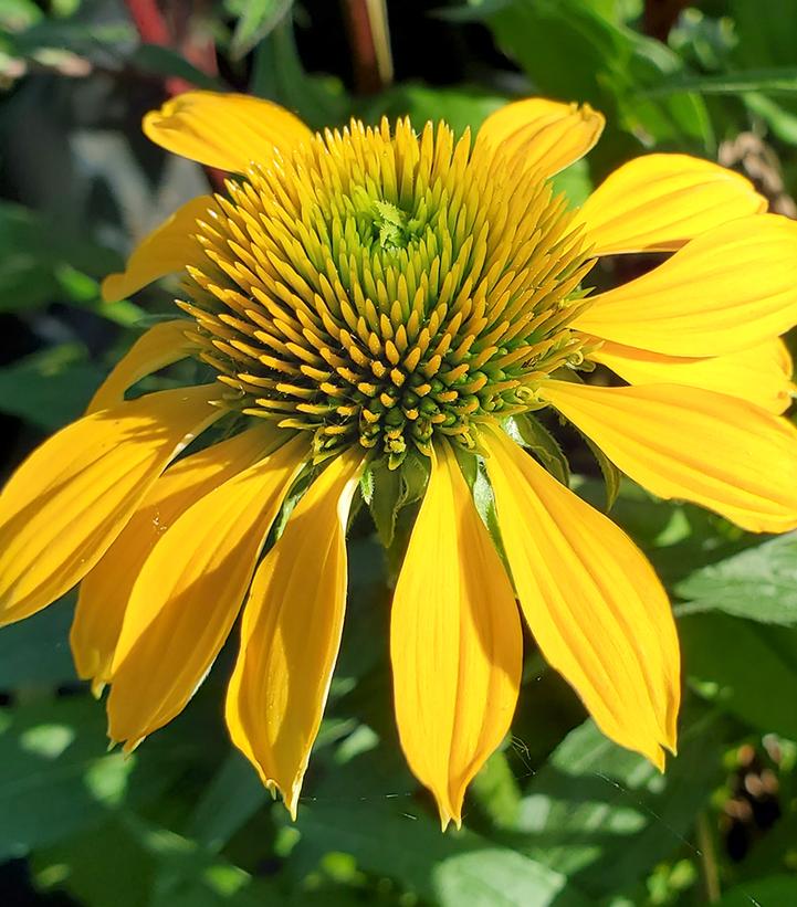 ECHINACEA `CHEYENNE SPIRIT`