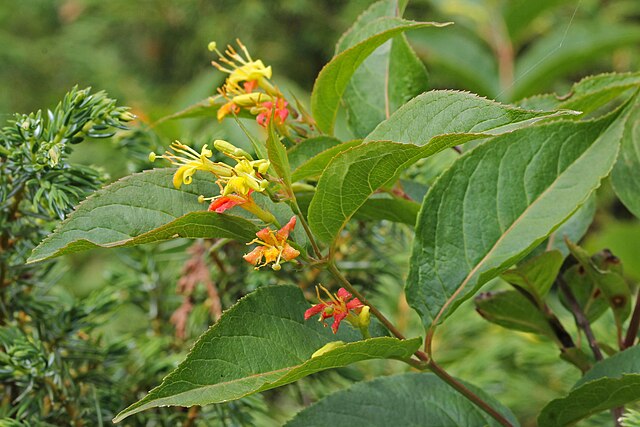 DIERVILLA LONICERA