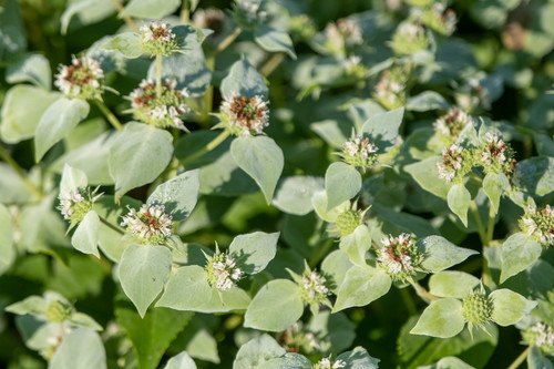 Pycnanthemum muticum Eco59 3.42L