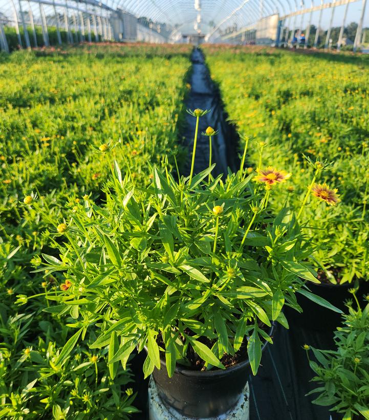 COREOPSIS LI`L BANG `ENCHANTED EVE`