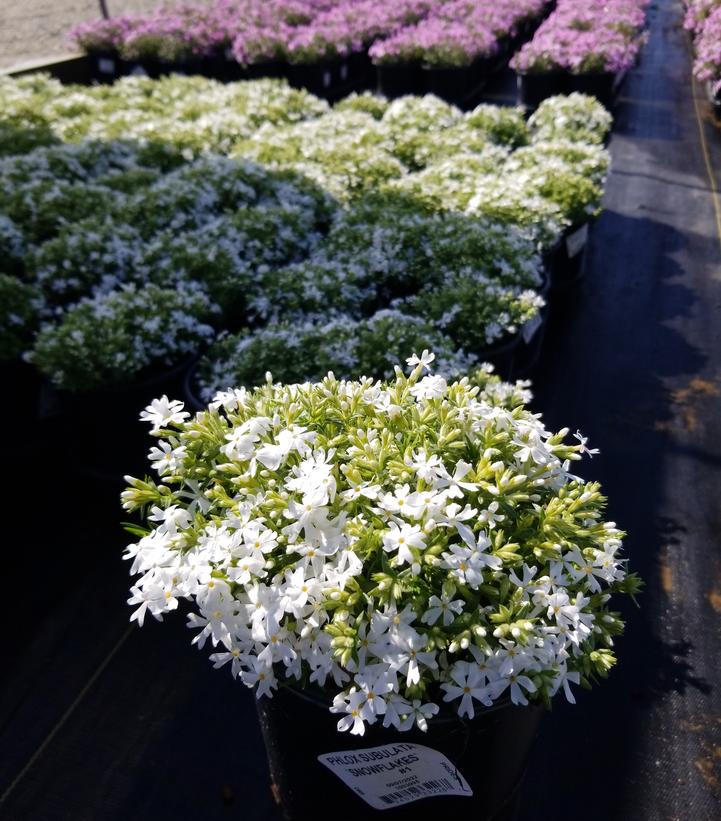PHLOX SUBULATA `SNOWFLAKES`