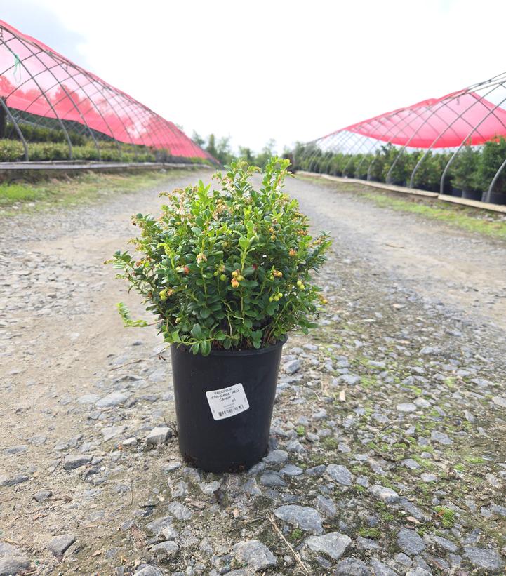 VACCINIUM VITIS-IDAEA `RED CANDY`-Lingonberry; Cowberry