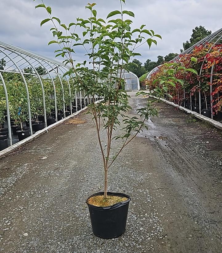 CORNUS X `STELLAR NOVA`-Dogwood