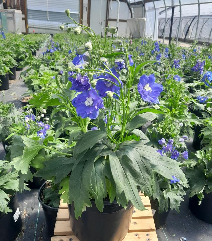 DELPHINIUM NEW ZEALAND `COBALT DREAMS`
