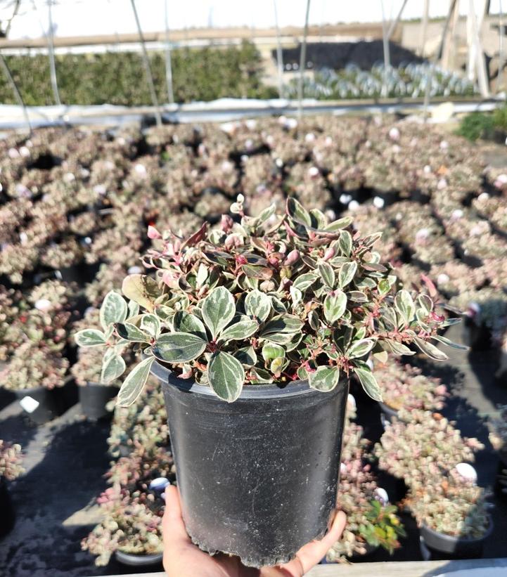 GAULTHERIA PROCUMBENS `WINTER SPLASH`