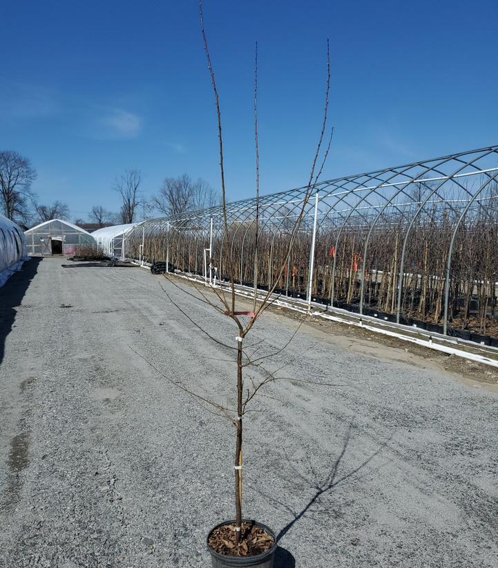 PRUNUS `BRUCE` JAP PLUM