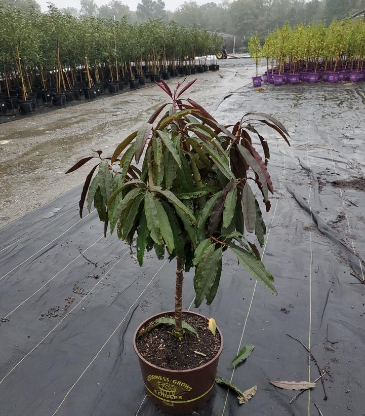 PRUNUS X `BONFIRE` PEACH