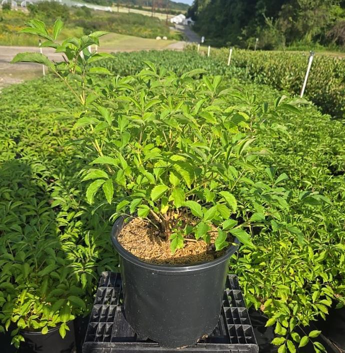 SAMBUCUS CANDENSIS `BOB GORDON`-American Elderberry