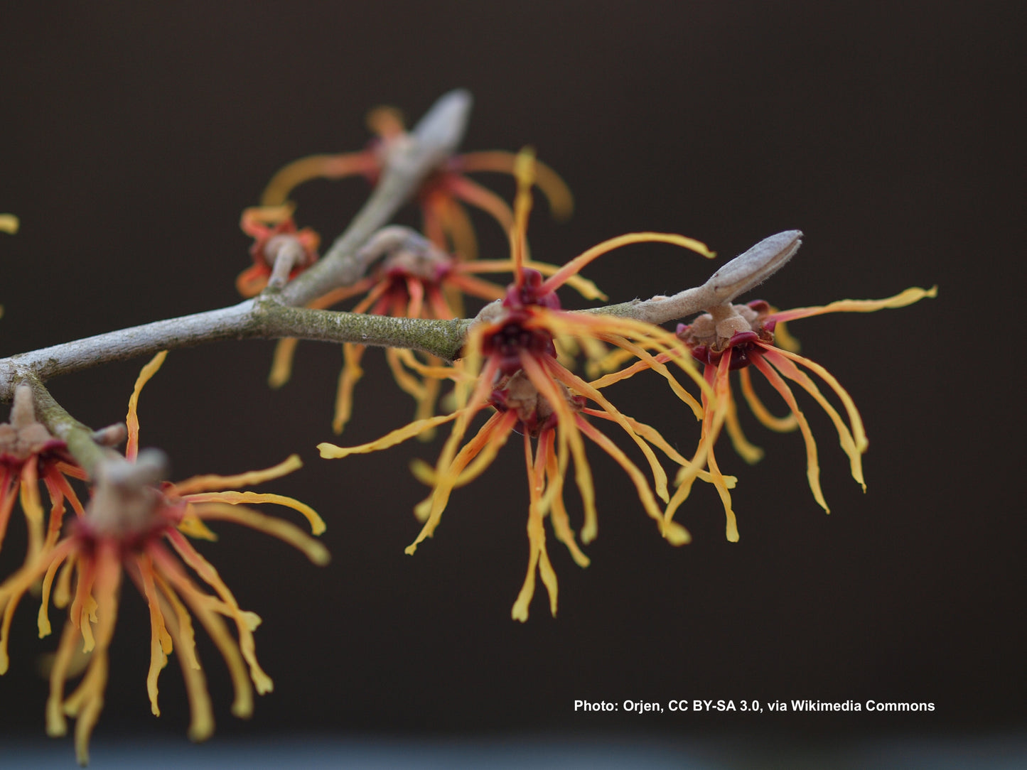 HAMAMELIS X `COPPER BEAUTY` (JELENA)