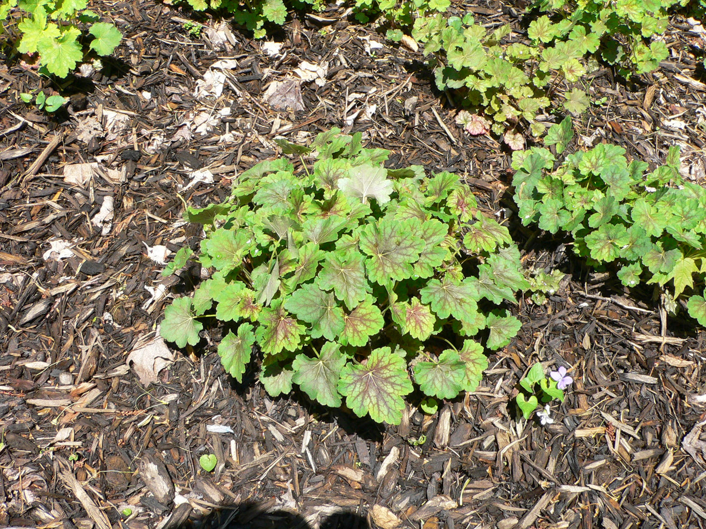 HEUCHERA AMERICANA-Coral Bells