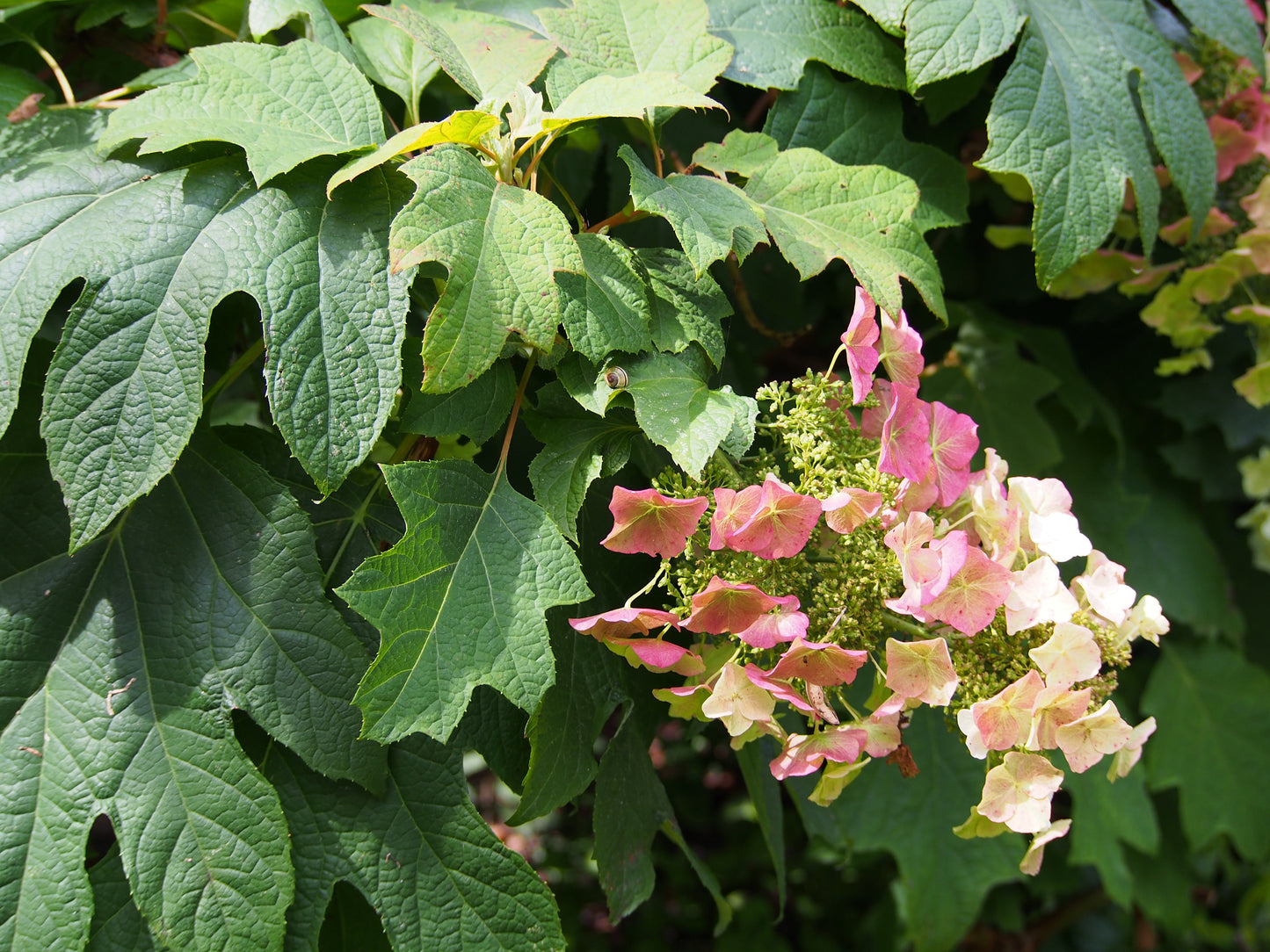 HYDRANGEA QUE. `SIKES DWARF`