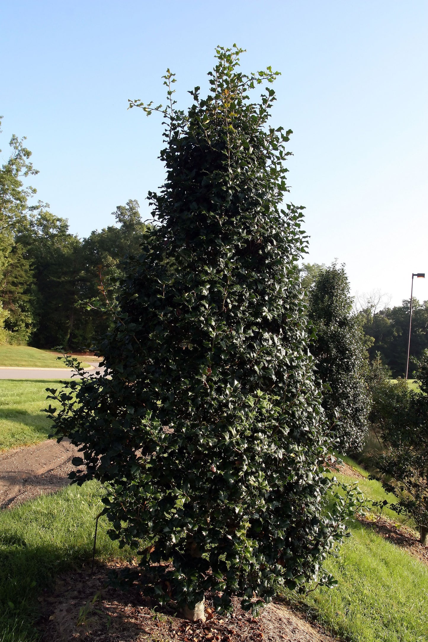 ILEX opaca Jersey Knight-American holly
