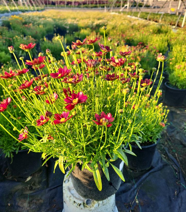 COREOPSIS LI`L BANG `RED ELF`