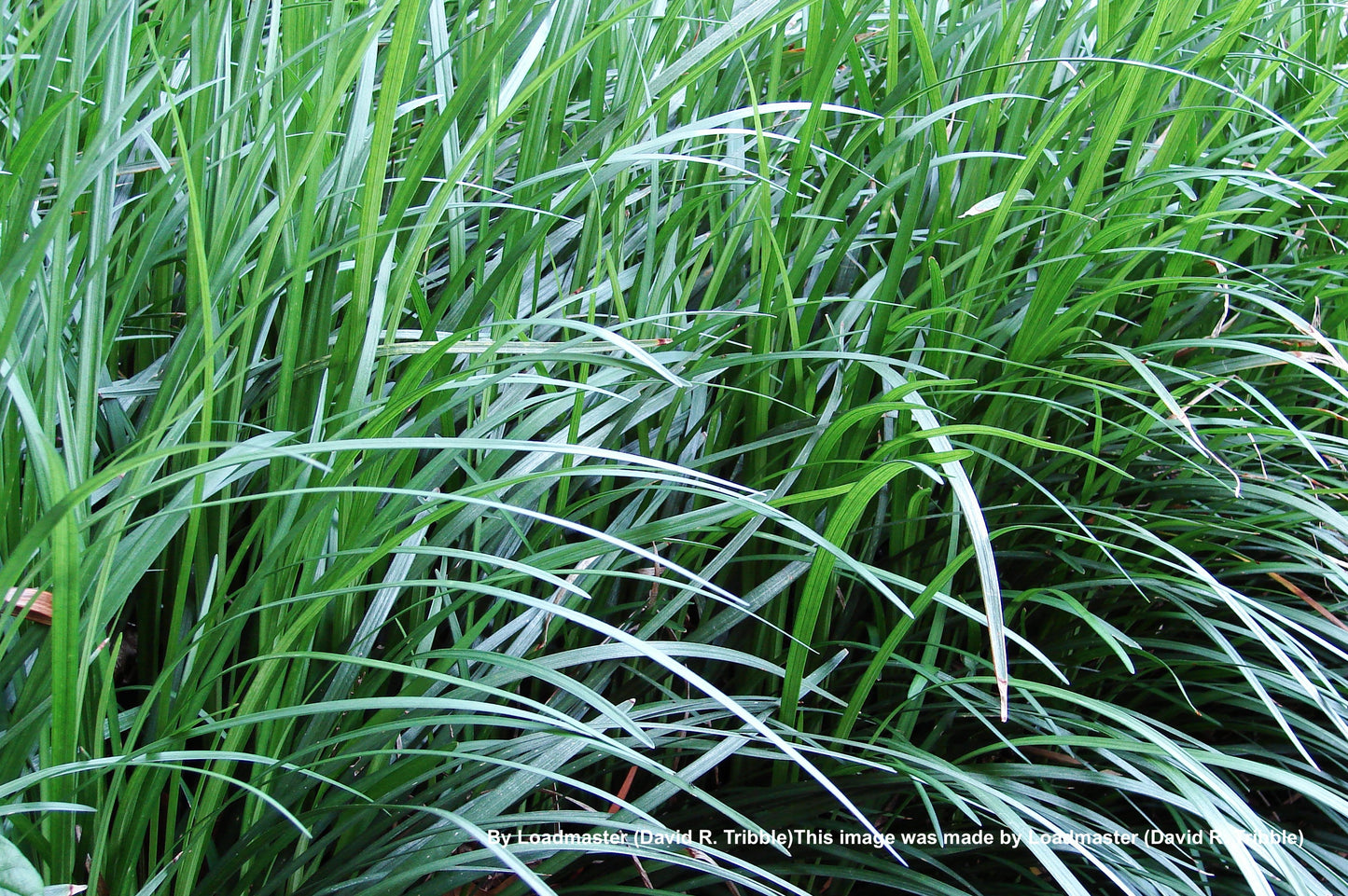 OPHIOPOGON JAPONICUS