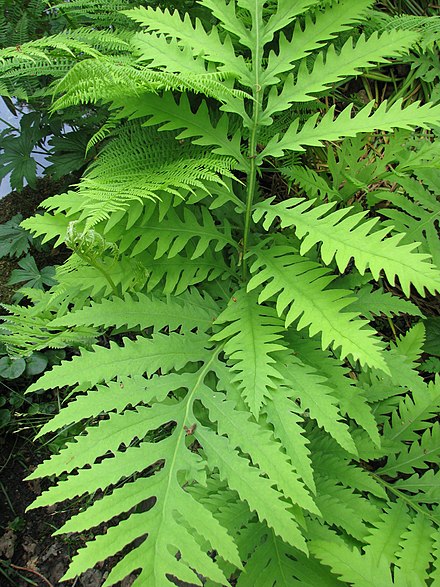 ONOCLEA SENSIBILIS/SENSITIVE FERN