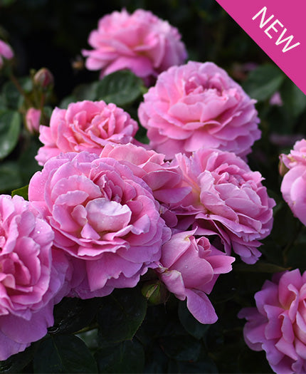 ROSA `TRUE PERFUME`
