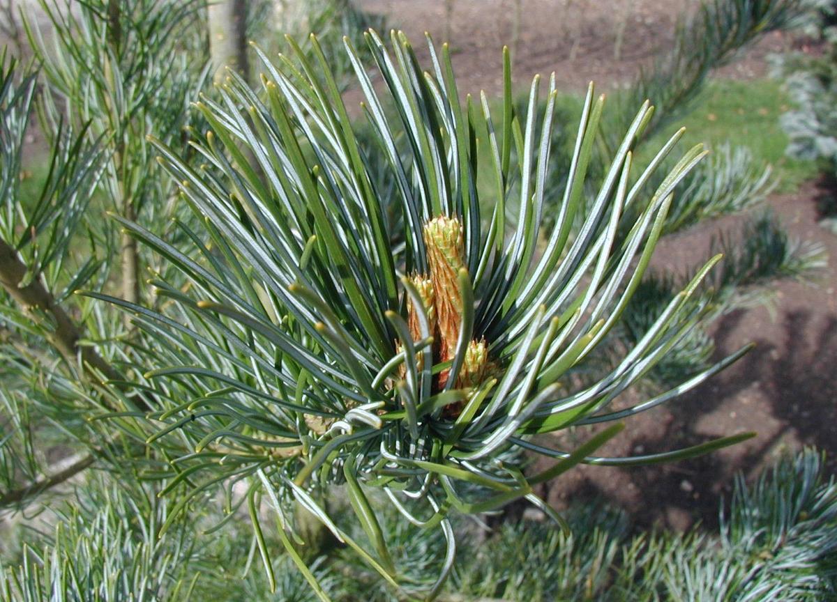 PINUS parv. Atco-goyo-Japanese white pine