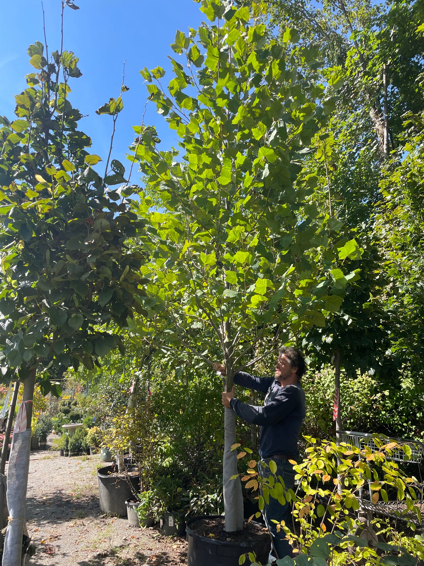 Platanus Occidentalis 25gal 2" 10-12'