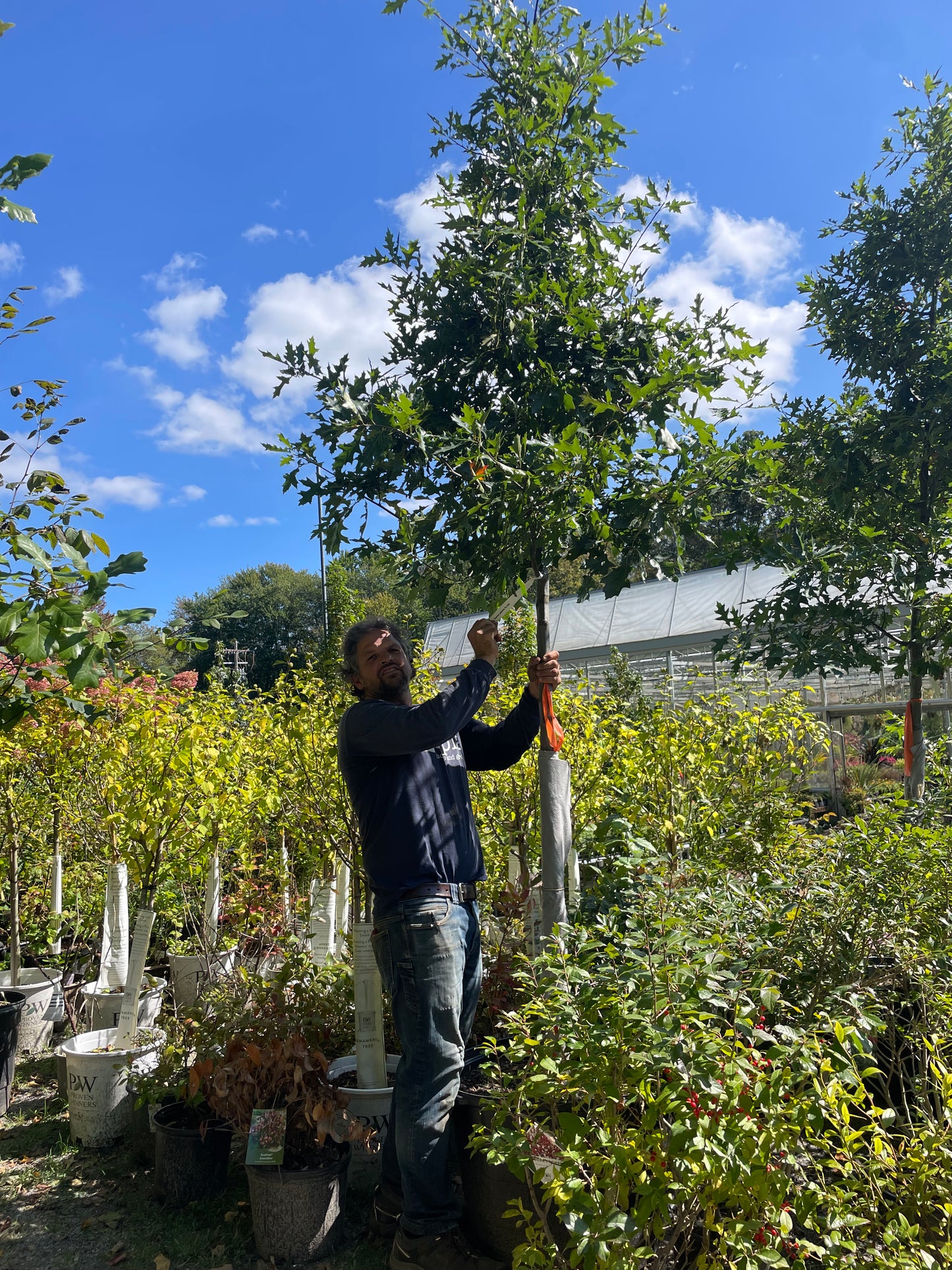 Quercus Palustris 25gal 2" 10-12'