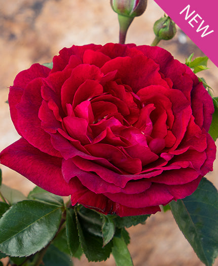 ROSA `TRUE SPIRIT`