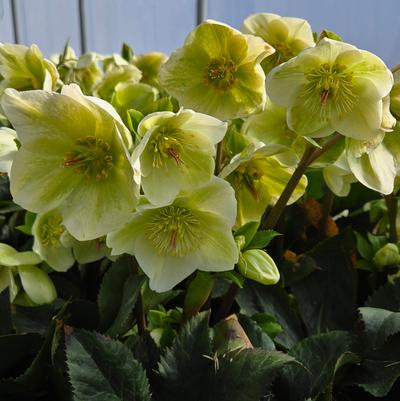 HELLEBORUS HGC® ICE N` ROSES® `WHITE`