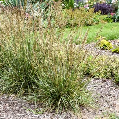FESTUCA A. `PERFECT EDGING`