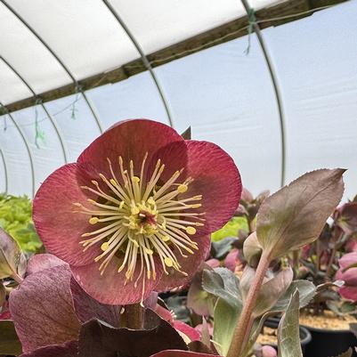 HELLEBORUS X FROSTKISS `ELEMENTAL`