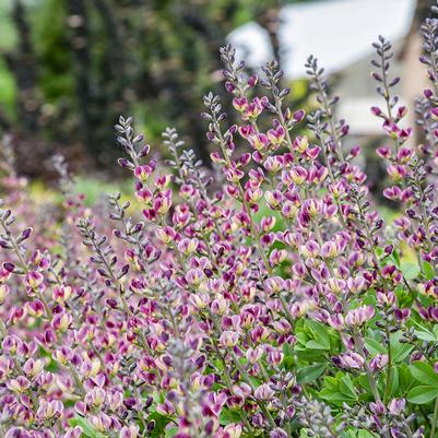 BAPTISIA `GRAPE ESCAPE`-False Indigo