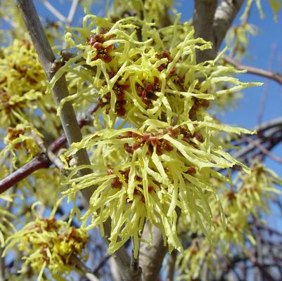 Hamamelis x inter. Arnold Promise-Hybrid witch hazel