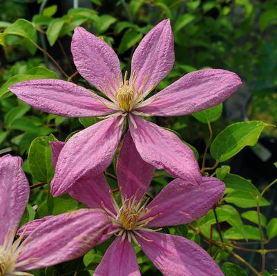CLEMATIS `SALLY`