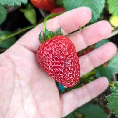 STRAWBERRY `SWEET KISS`