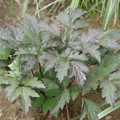ACTAEA SIMPLEX `BRUNETTE` (CIMICIFUGA)