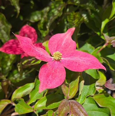 CORNUS k. Scarlet Fire-Kousa dogwood