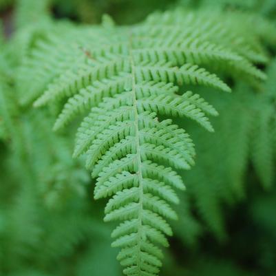 Dennstaedtia punctilobula 3.42L