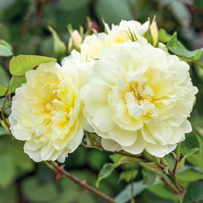 ROSA `IMOGEN`