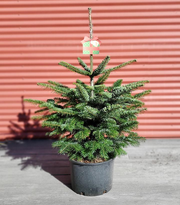 ABIES NORDMANNIANA