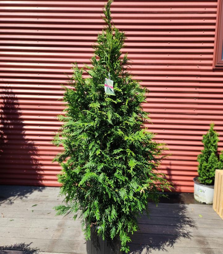 THUJA X `GREEN GIANT`