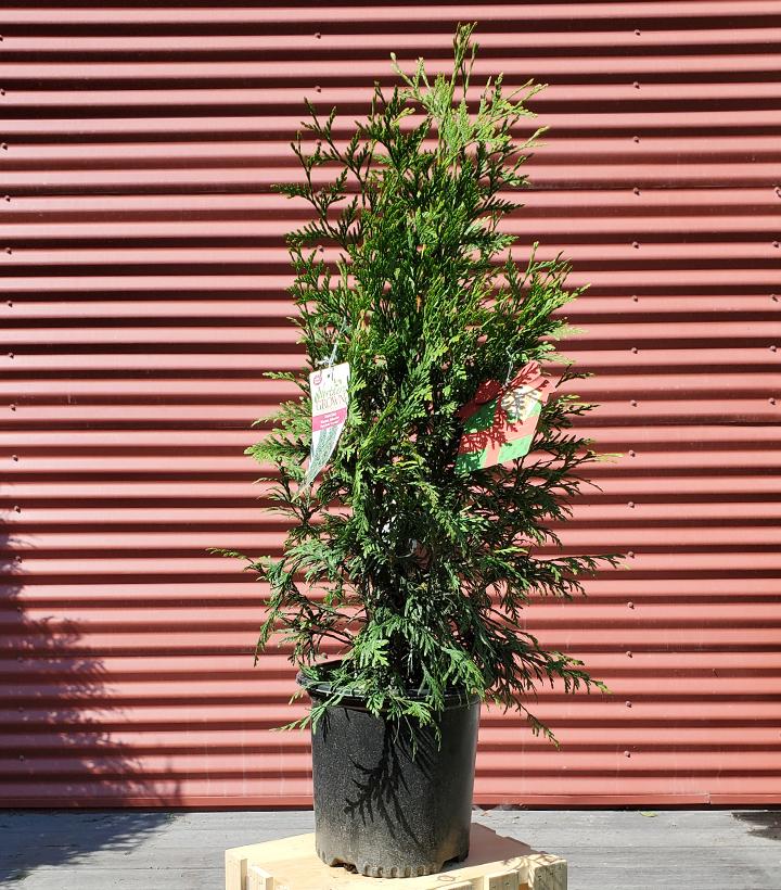 THUJA X `GREEN GIANT`