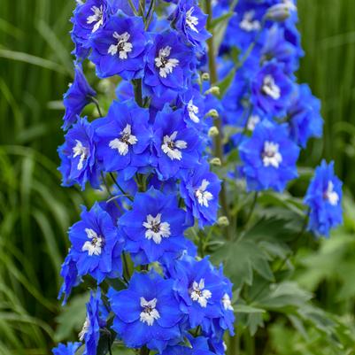DELPHINIUM NEW ZEALAND `COBALT DREAMS`