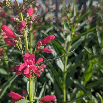 PENSTEMON PRISTINE `DEEP ROSE`